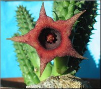 Huernia schneideriana    2